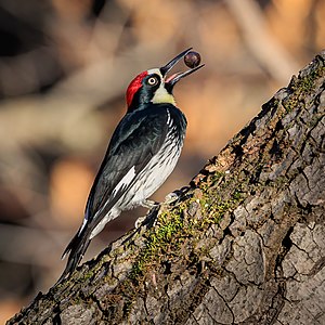 Acorn woodpecker, by Frank Schulenburg