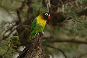 Green parrot with yellow neck, black head, and red beak