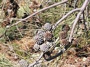 Mature female cones