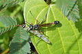 Ammophila con su presa, una oruga