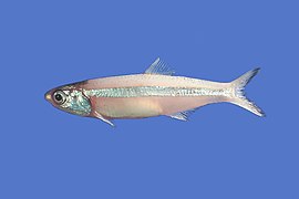 Anchoa hepsetus (Engraulidae)