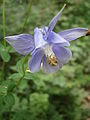 Aquilegia vulgaris close-up