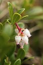 Arctostaphylos uva-ursi (128x85px)