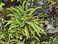 Asplenium trichomanes