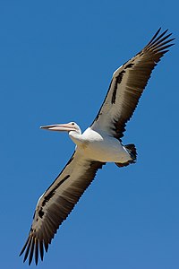 Australian pelican in flight, by Fir0002