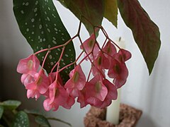 Begonia maculata