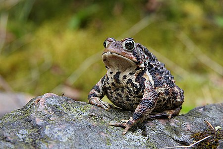 American toad, by CephasE