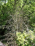 Un buis ravagé dans la nature, en Aveyron.