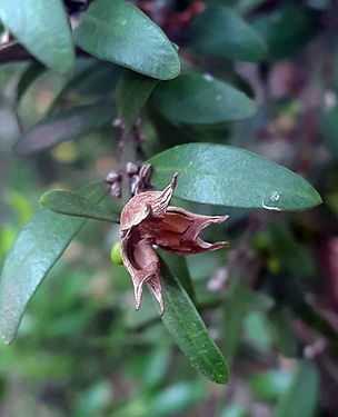 Dehisced fruit showing persistent styles