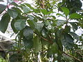 Feuillage de Byrsonima crassifolia au jardin botanique du Bosque de Chapultepec (Mexico)