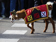 The Goat of the Spanish Legion, wearing a banner and a hat, before a parade in 2015.