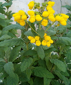 Calceolaria integrifolia