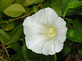 Flor de Calystegia sepium (Corriola-maior)