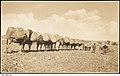 Image 2A camel train in the desert, with each of the camels loaded with two bales of wool from Arrabura Station, 1931. (from Transport in South Australia)