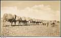 Image 3A camel train in the desert, with each of the camels loaded with two bales of wool from Arrabura Station, 1931. (from Transport in South Australia)