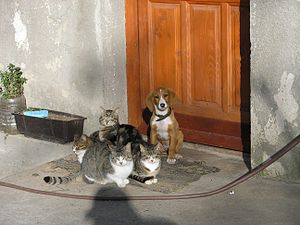 Four cats and a dog sit together