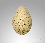 Egg of Charadrius dubius, MHNT