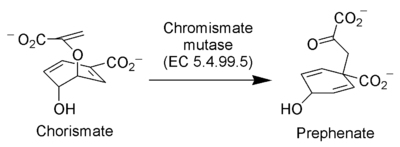 Chorismate mutase catalyzes a Claisen rearrangement