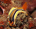 Chromodoris colemani