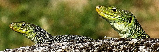 couple de lézards ocellés