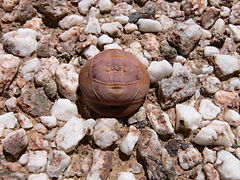 Crassula columnaris