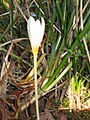 Crocus ochroleucus