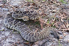 Description de l'image Crotalus adamanteus .jpg.