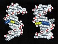 3D Molecular model of DNA damaged by carcinogenic 2-aminofluorene(AF).