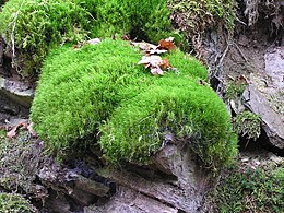 Дикран віничний (Dicranum scoparium)