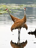 Two sandhill cranes standing in water