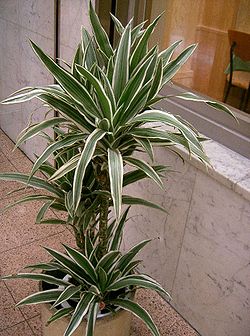 Dracaena deremensis.