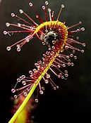 A sundew leaf with sticky hairs curling to trap and digest a fly