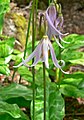 Erythronium revolutum