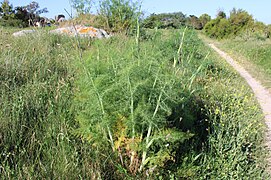 Fenouil sauvage dans les dunes de Plouescat. (Finistère)