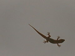 Gecko accroché au plafond en Chine (Yunnan).
