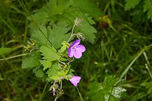 Petites fleurs mauves entourées de verdure.