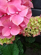 Hydrangea in alkaline soil