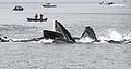 Humpback whales in Alaska