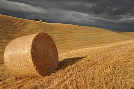 Cereal crops are cultivated with the aid of irrigation