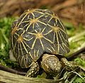 Indian star tortoise