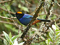 Golden-crowned Tanager