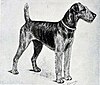 A black and white drawing of a solid looking tall terrier. The dog faces right and it has a well trimmed coat.