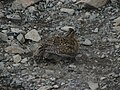 砂浴びする幼鳥（間ノ岳南稜コルにて）