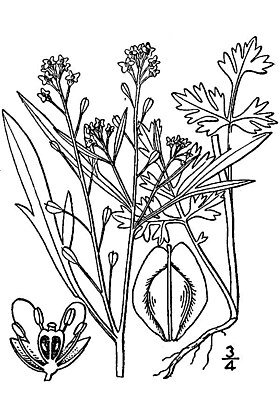 Lepidium sativum