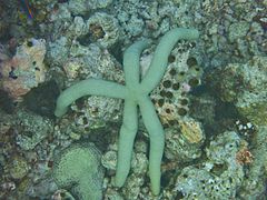 Comète de mer (Linckia guildingi)