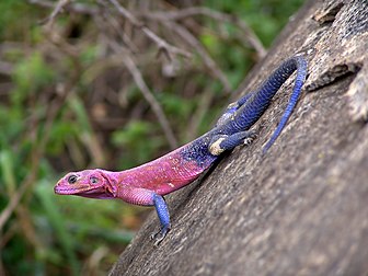 Un Agama mwanzae, dans le parc national du Serengeti, en Tanzanie. (définition réelle 2 000 × 1 500)