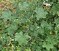 Plant from above showing leaves, flowers, fruits