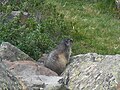 Marmot, Marmota marmota