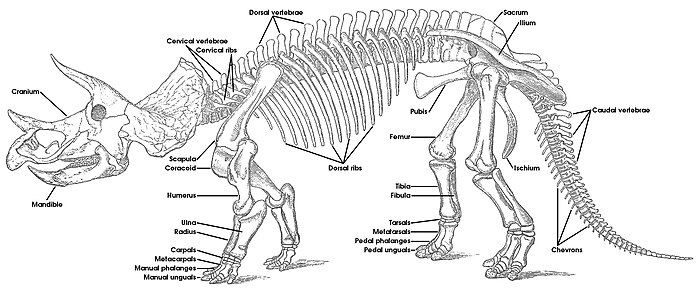 שלד של טריצרטופס עם שמות העצמות
