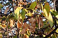 Foglie e semi di Mopane in Namibia